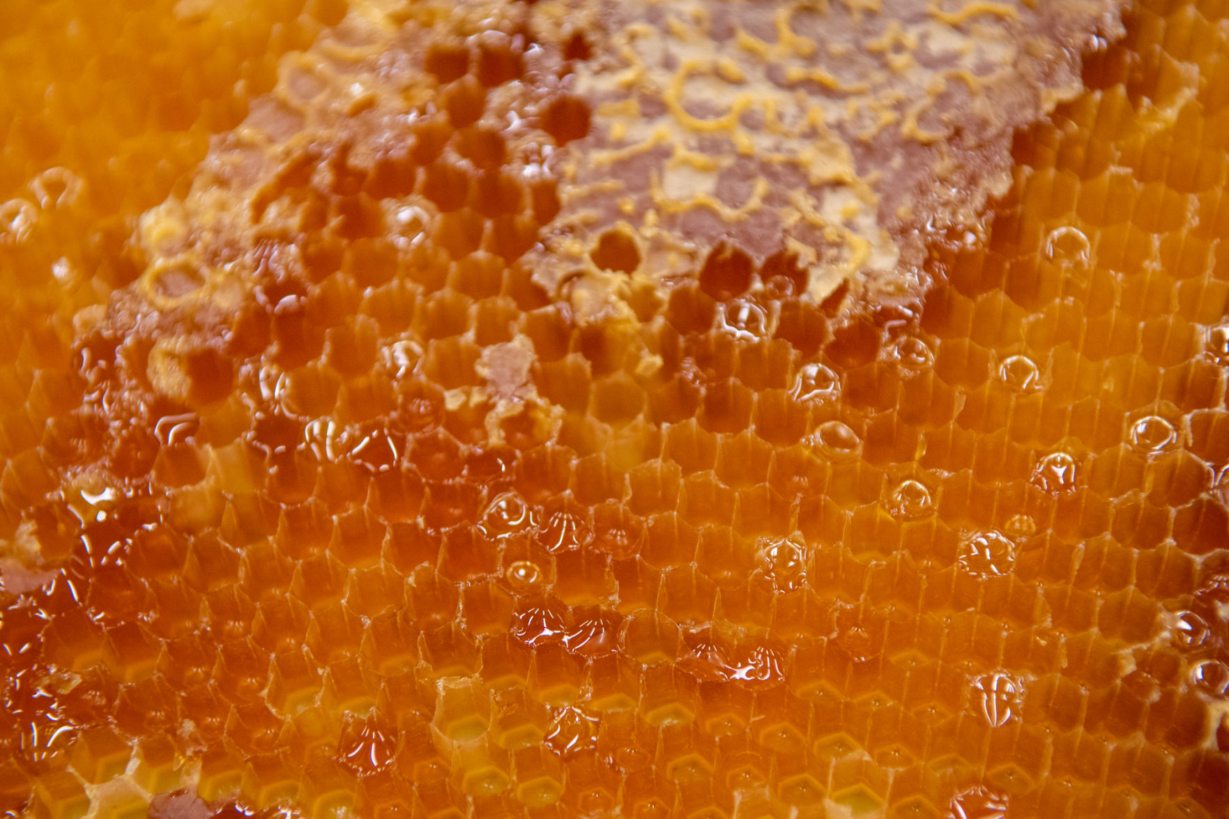 11172019_local_bees-1.jpg